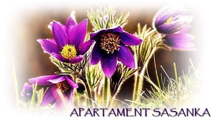 Appartamento Apartament Sasanka Kowary Esterno foto