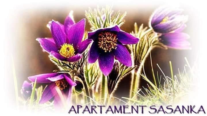 Apartament Sasanka Kowary Esterno foto
